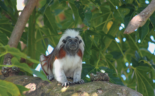 The wild population of cotton-top Tamarin monkeys that resides in northern Colombia is critically endangered but conservation practices to bring the species back are slowly becoming effective.